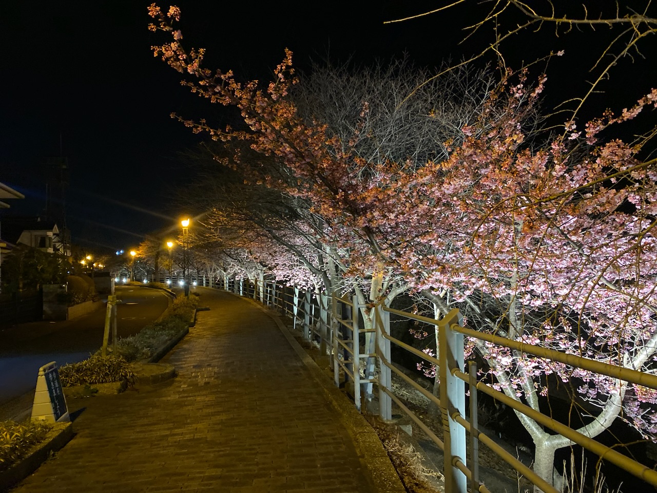 今年初の夜桜🌸(りょうか)