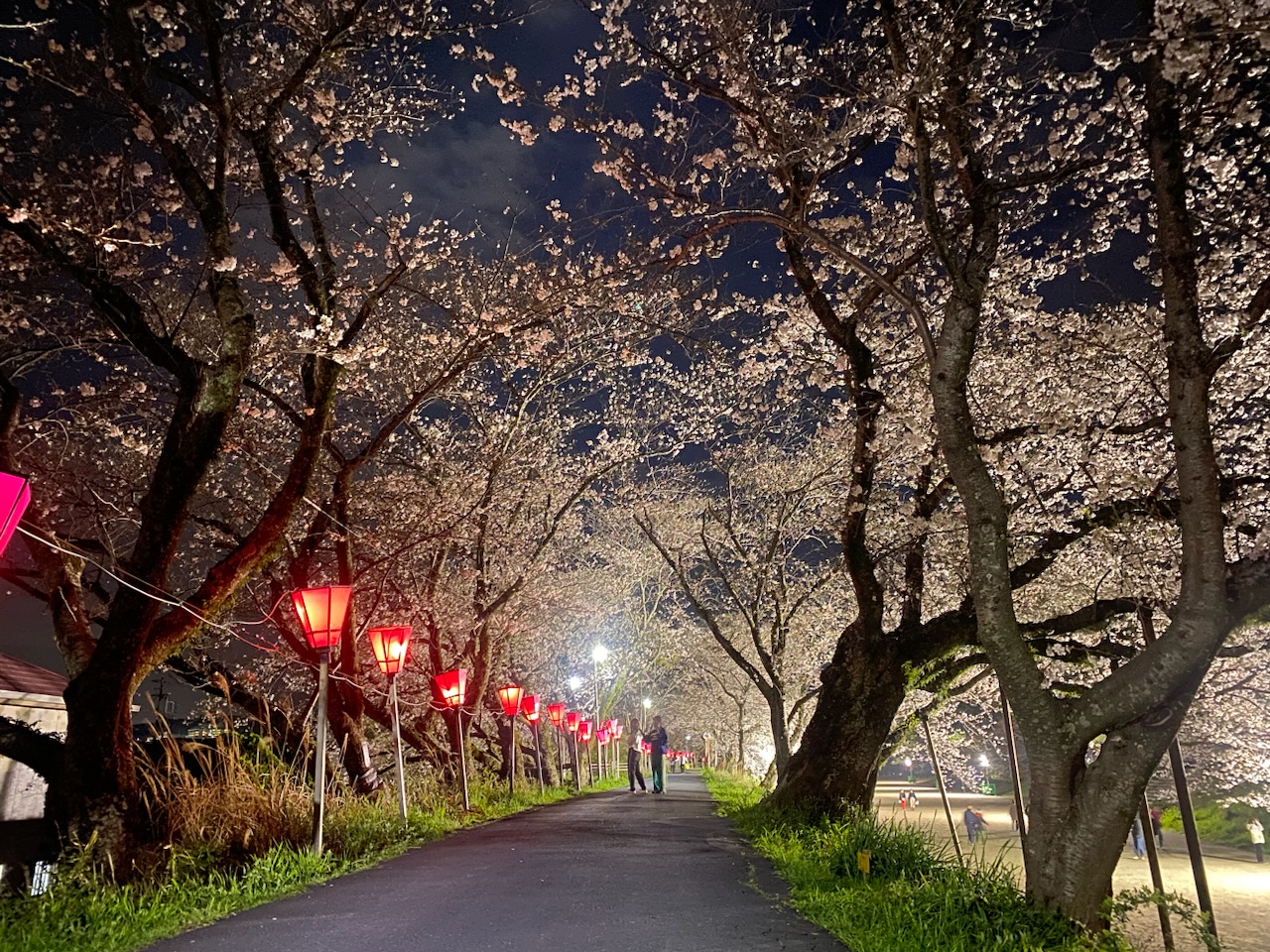 夜桜散策🌸(りょうか)