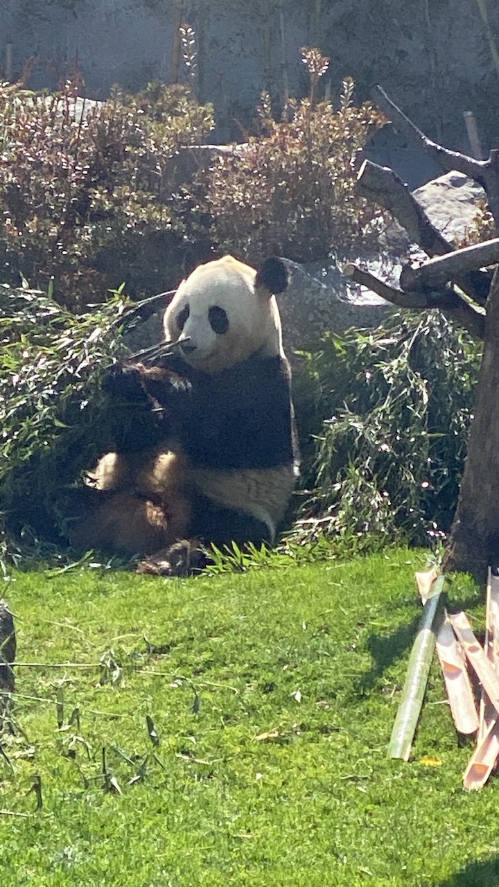 初めての本物のパンダ🐼(りょうか)