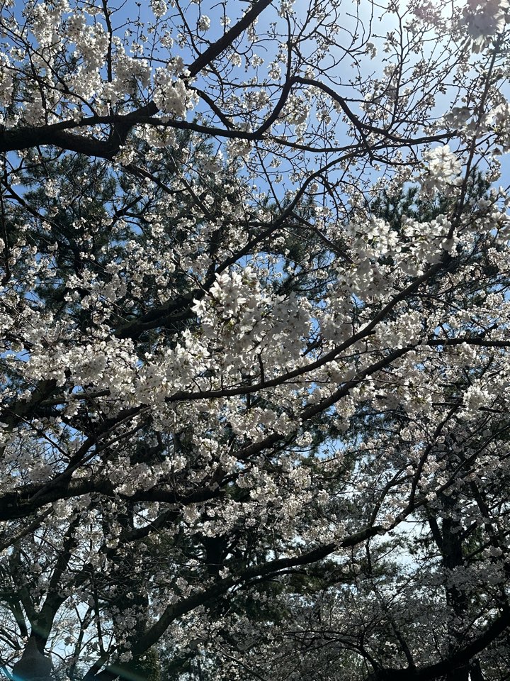 桜［ロイヤル］