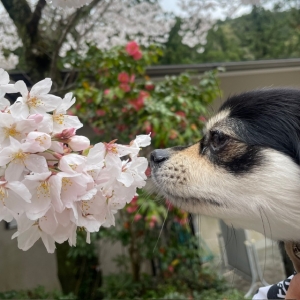 桜 (haruna)