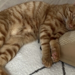 人間みたいに寝る猫♪(マイケル)