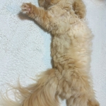 【増田】かわいい一休