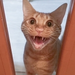 番猫！笑(マイケル)