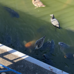 鯉の餌やり(マイケル)