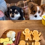 ワンちゃんもokなカフェ(haruna)