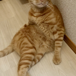 茶々丸です♪(マイケル)